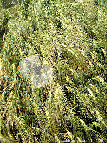 Image of cornfield