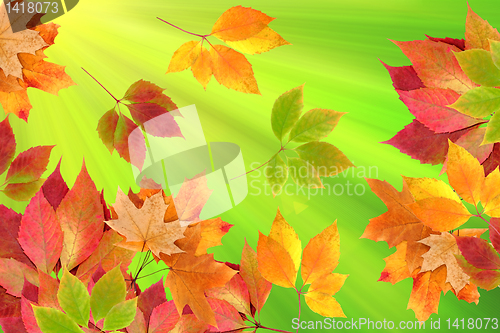 Image of autumn leaves