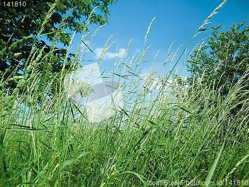 Image of gras