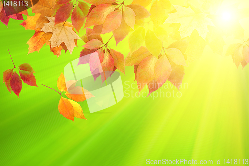 Image of autumn leaves