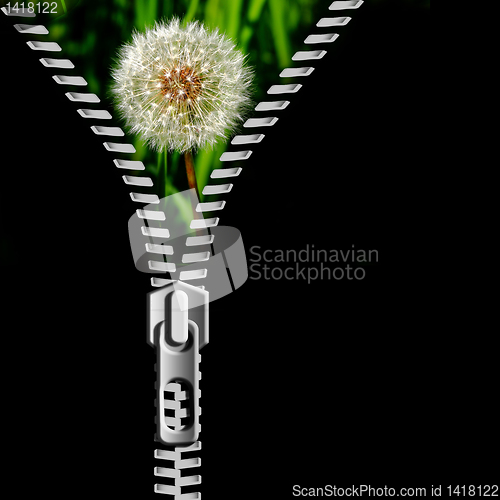 Image of dandelion in the grass and zipper