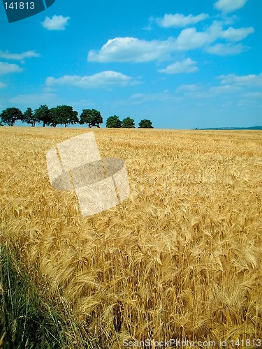 Image of cornfield