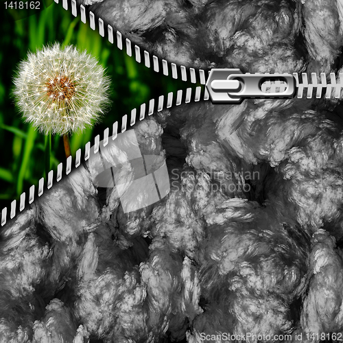 Image of dandelion in the grass and zipper