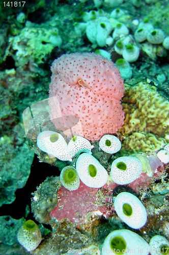 Image of coral life