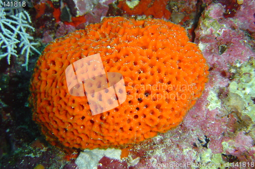 Image of coral life