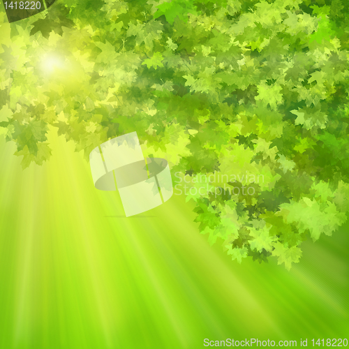 Image of maple leaves