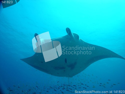 Image of manta