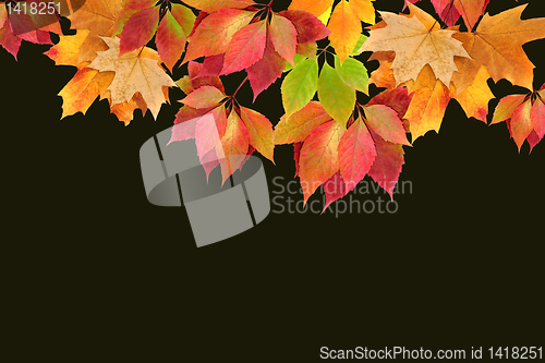 Image of autumn leaves