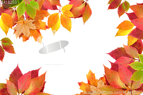 Image of autumn leaves