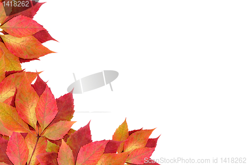 Image of autumn leaves