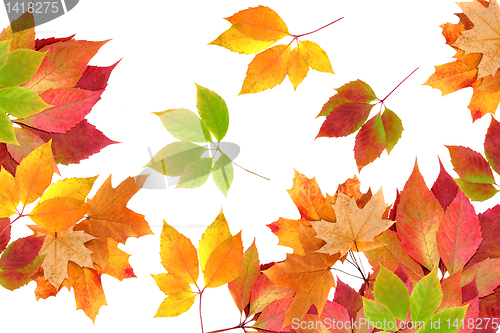 Image of autumn leaves