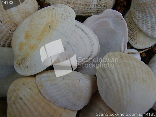 Image of shells