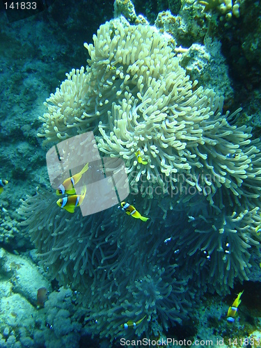 Image of coral life