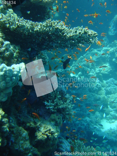 Image of coral life