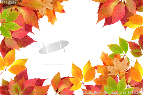 Image of autumn leaves