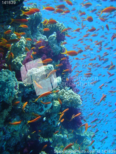 Image of coral life