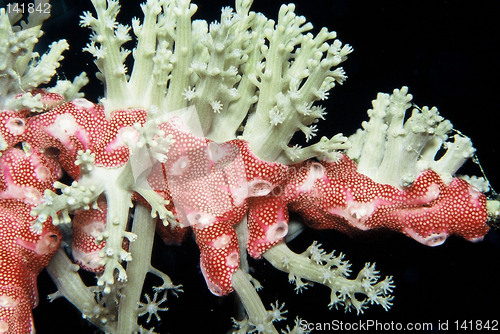 Image of coral life