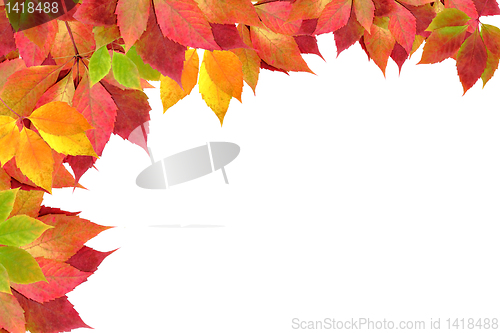 Image of autumn leaves