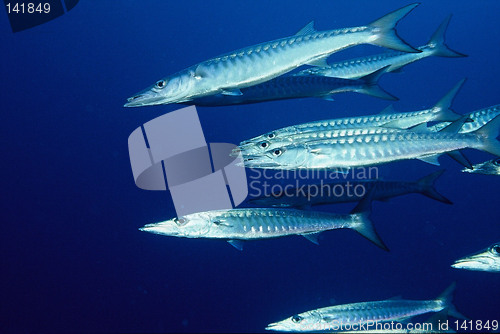 Image of barracuda