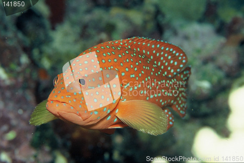 Image of under water