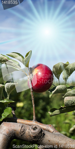 Image of Apple lited by the sun