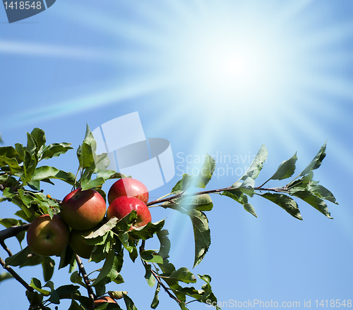 Image of Apples lited by the sun