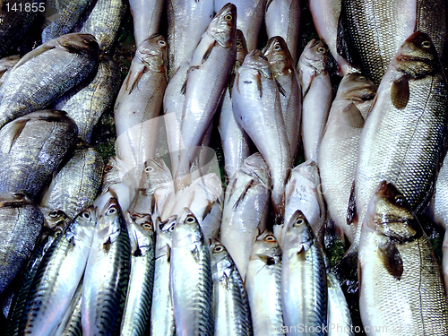 Image of Bunch of sea fish