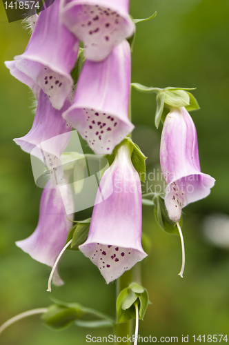 Image of Flowers pink digitalis (Digitalis purpurea), a close up
