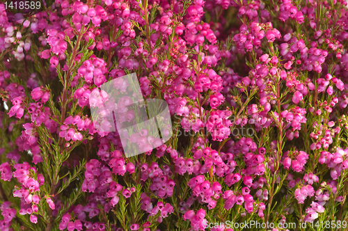 Image of Flowers of a heather, close up