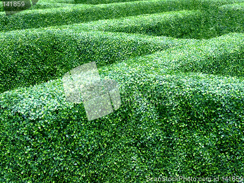 Image of Garden maze