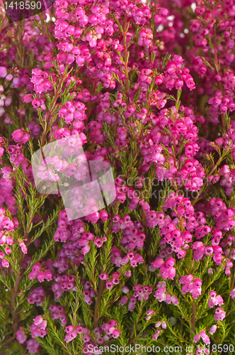 Image of Flowers of a heather, close up
