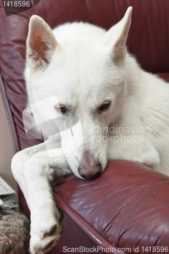 Image of The white dog lays on a sofa