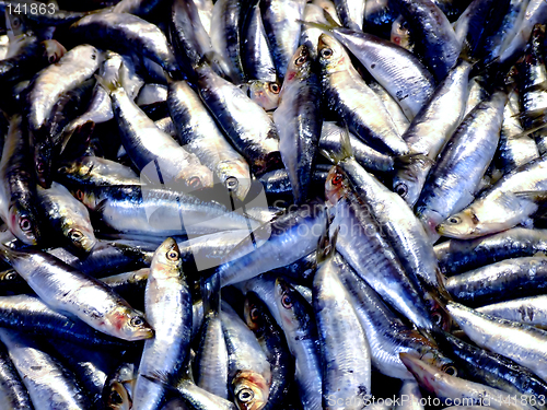 Image of Pile of sea fish