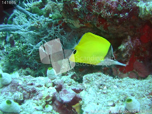 Image of under water coral life