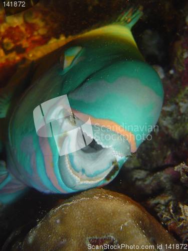 Image of parrot fish