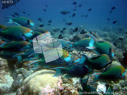 Image of under water