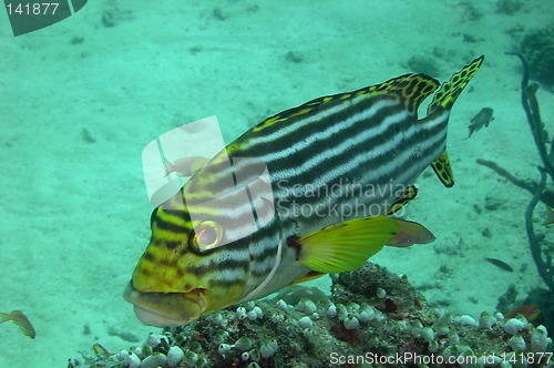 Image of under water