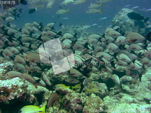 Image of coral life