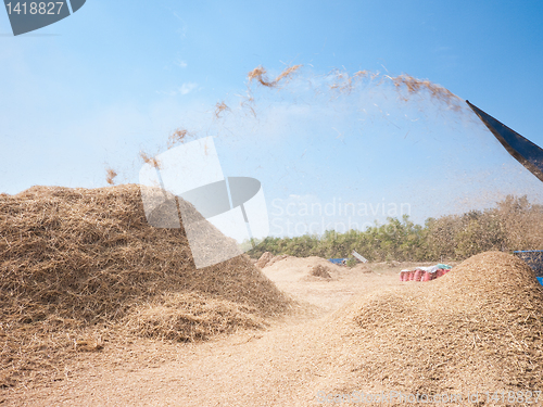 Image of Threshing of rice