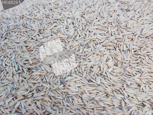 Image of Rice grains
