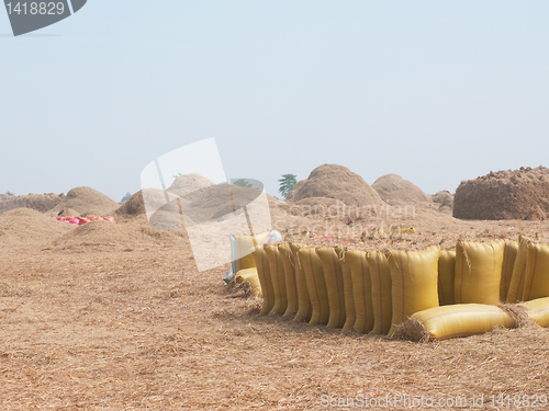 Image of Bags of rice during harvest