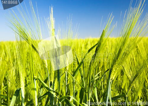 Image of Green barley