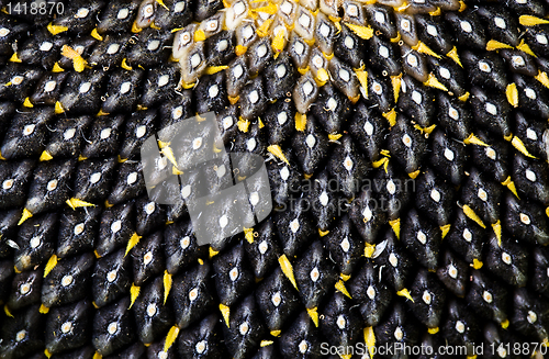 Image of  sunflower seeds