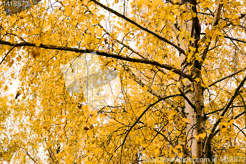 Image of Birch (autumn)