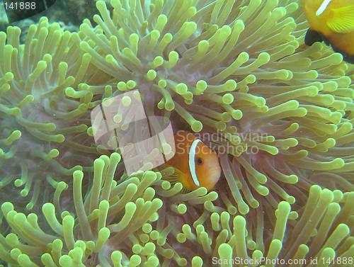 Image of clown fish