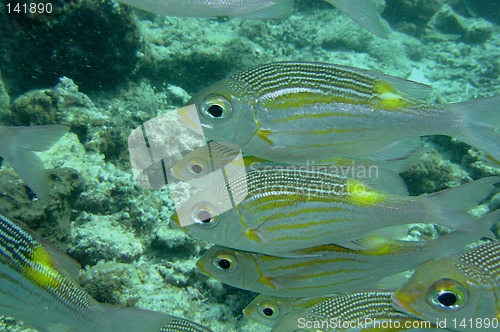 Image of coral life