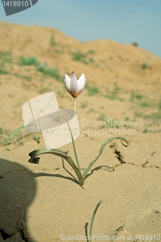 Image of Steppe flowers.