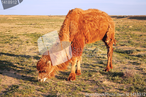 Image of Shaggy camel.