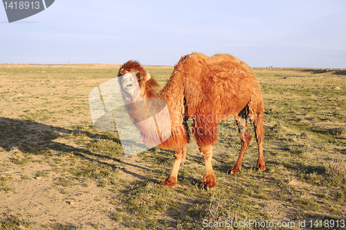 Image of Shaggy camel.