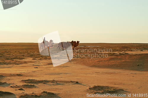 Image of Camels.